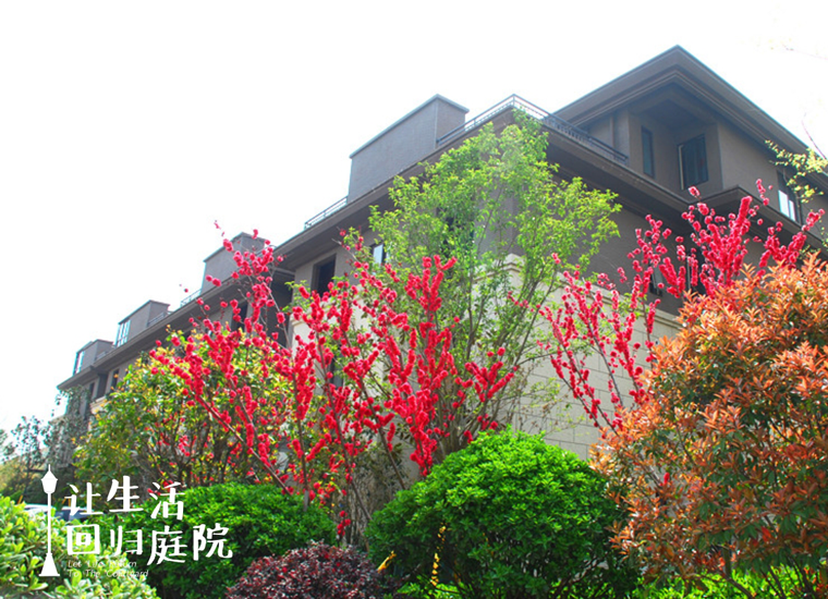 前后张望南阳50年：这样的庭院，，，，，很难再有了！