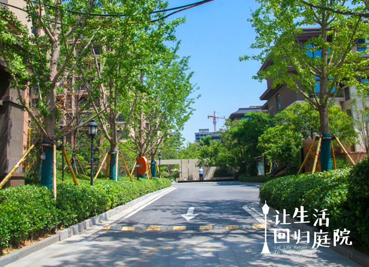 前后张望南阳50年：这样的庭院，，，，，很难再有了！